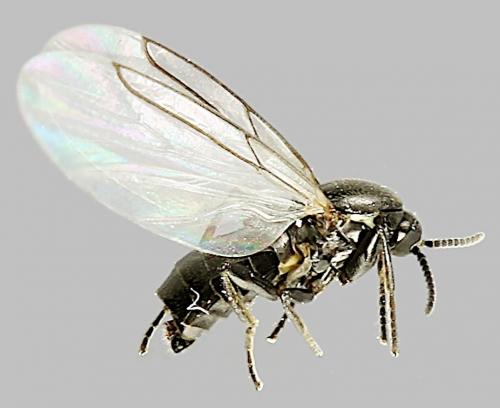 Réf. 249 179 : Scatopse notata